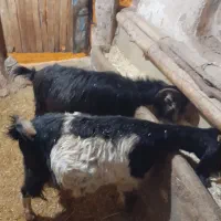 دو‌عدد‌بز‌سالم‌ساکت