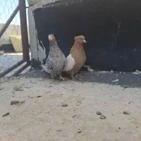کبوتر
