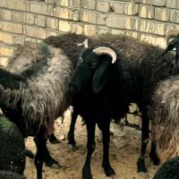 میش بره دار و شاخی