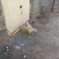 حیوانات