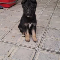 توله ژرمن شپرد بلک فیس