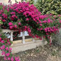 اجاره روزانه/هفتگی/ویلاباغ،سویت|اجارهٔ کوتاه‌مدت ویلا و باغ|سقز, |دیوار