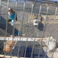 فقط دومیلیون وپانصد تومن|پرنده|یاسوج, |دیوار