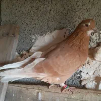 گرگی زرد|پرنده|انزل, |دیوار