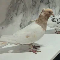 کبوتر سینه ای نیم تنه