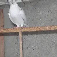 کبوتر های پروازی سنگین|پرنده|رشت, آتشگاه|دیوار