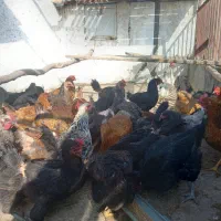 فروش مرغ خانگی بومی