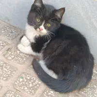 واگذاری گربه|گربه|حمیدیا, |دیوار