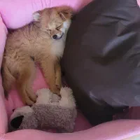 پامر روباهی(نر)