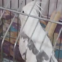 فروش عروس هلندی