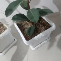 گل آپارتمانی فیکوس|گل و گیاه طبیعی|بهارستان, |دیوار