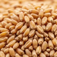 فروش گندم جهت بذر و آرد