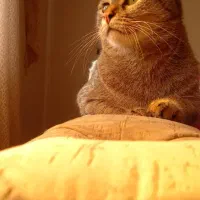 واگذاری گربه ماده