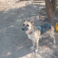 سگ ژرمن معاوضه با هرچی بکارم بیاد|سگ|رفسنجان, |دیوار