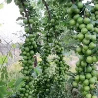 باغبانی وقلم زدن هرس کاری