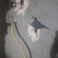 کفتررنگه|پرنده|مشهد, کشف|دیوار