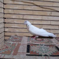 کفتر نر|پرنده|اصفهان, کوی امیریه|دیوار