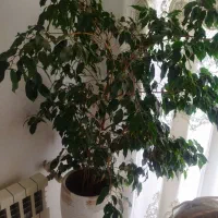 گل و گیاه طبیعی