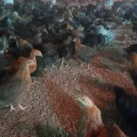 جوجه اصلاح نژاد شده