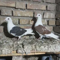 سه تا کبوترناجلد|پرنده|گنبد کاووس, |دیوار