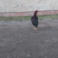 خروس لاری اصل|حیوانات مزرعه|رشت, منظریه|دیوار