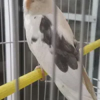 عروس هلندی نژاد ال‌بینو