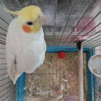 پرنده