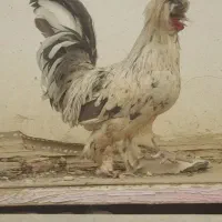 خروس. سلطان