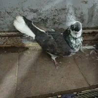 کبوتر پرشی|پرنده|خوانسار, |دیوار