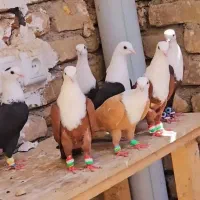 کلاغ سر سفید