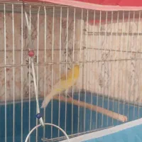 تعدادی قناری وقفس لوازم...