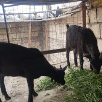 سلام دوتا کهره مورسیاه نرو ماده