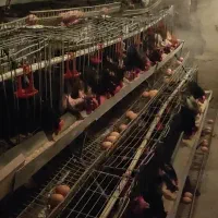 مرغ بومی تخمگذار  (زیر قیمت)