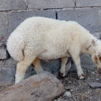 بره غوچ