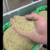 عدس روس درشت سبز نوفله