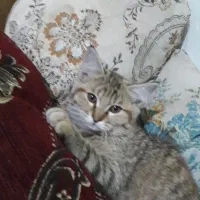 گربه واگزاری رایگان