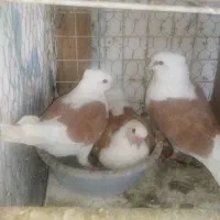 کبوتر پشتار زرد /سرخ /سیاه از سو قدیم اصیل یکجای