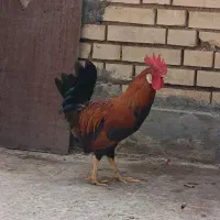 خروس
