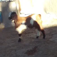 بزغاله نر اصل پاکستانی دوقلو|حیوانات مزرعه|تیکمه داش, |دیوار