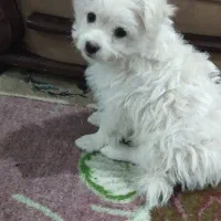 توله سگ میکس شیتزو و پامر خرسی