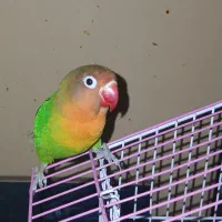 برزیلی فیشر ۵ماهه