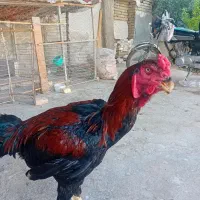 خروس لاری ۹ ماهه