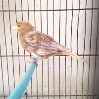 عروس هلندی  //قناری//جوجه  مرغ عشق|پرنده|پاکدشت, پاکدشت (مامازند)|دیوار