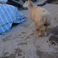 توغلو|حیوانات مزرعه|مشگین شهر, |دیوار