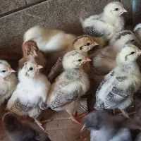 جوجه پرپا سرحال و واکسن خورده