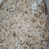 تخمه کدو مشهدی