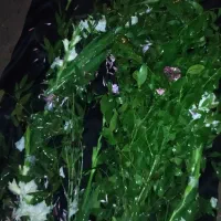 ختم کامل قرآن توسط خانم