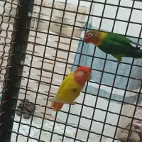 کوتوله|پرنده|جوین, |دیوار