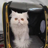 گربه های نژاد اصل