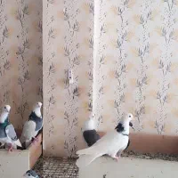 رنگی جوانه|پرنده|گنبد کاووس, |دیوار